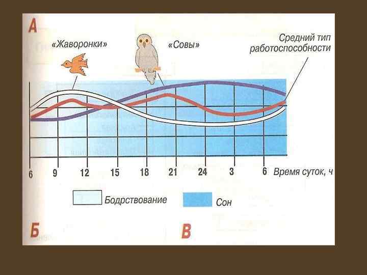 Зависеть от времени суток. Биологические ритмы сов и Жаворонков. Циркадный ритм работоспособность. График суточной ритмики работоспособности человека.