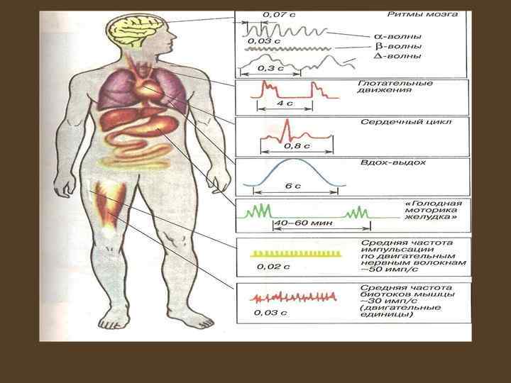 На рисунке изображены ткани и органы функции которых регулируют гормоны