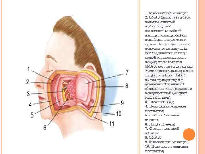 1. Мимические мышцы; 2. SMAS (включает в себя волокна лицевой мускулатуры с вовлечением лобной