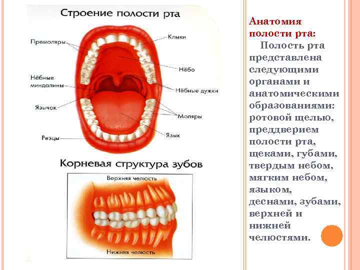 Ротовая полость образована. Строение ротовой полости. Строение органов полости рта. Строение рта и ротовой полости.