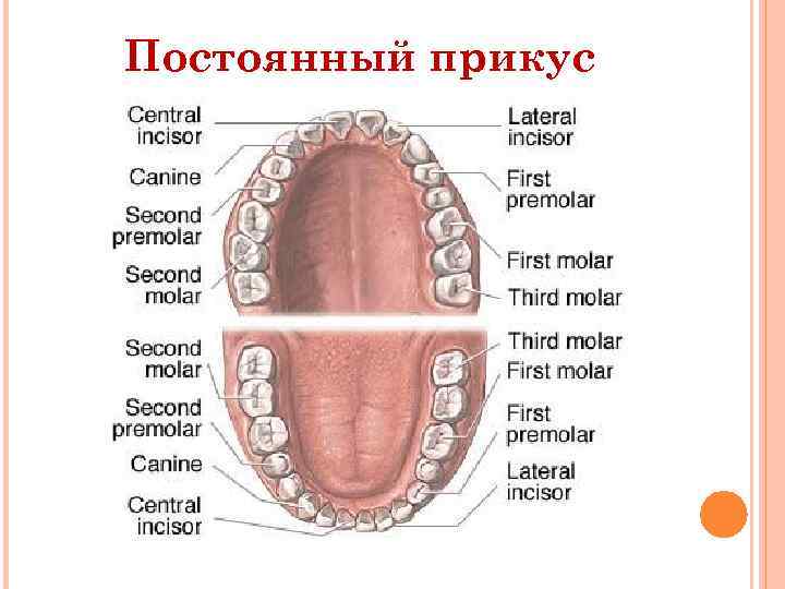 Постоянный прикус 