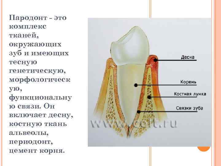 Пародонт это комплекс тканей, окружающих зуб и имеющих тесную генетическую, морфологическ ую, функциональну ю