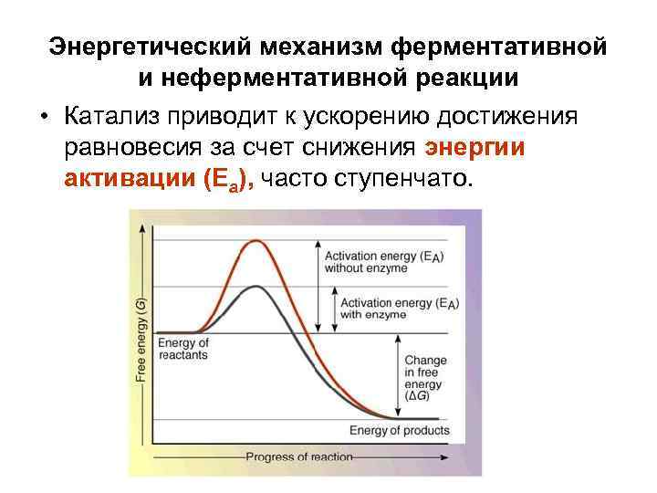 Энергетический механизм ферментативной и неферментативной реакции • Катализ приводит к ускорению достижения равновесия за