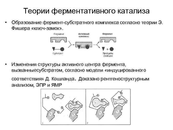 Теории ферментативного катализа • Образование фермент-субстратного комплекса согласно теории Э. Фишера «ключ-замок» . •