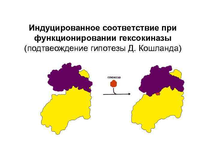 Индуцированное соответствие при функционировании гексокиназы (подтвеождение гипотезы Д. Кошланда) 