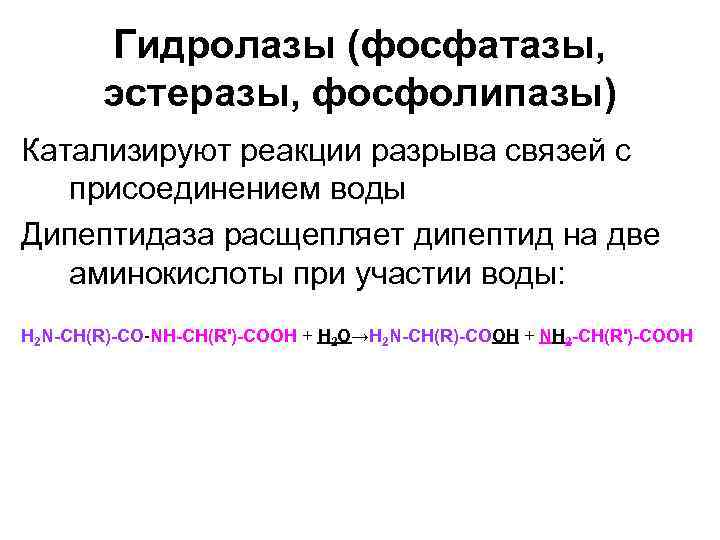 Гидролазы (фосфатазы, эстеразы, фосфолипазы) Катализируют реакции разрыва связей с присоединением воды Дипептидаза расщепляет дипептид