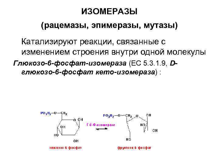 ИЗОМЕРАЗЫ (рацемазы, эпимеразы, мутазы) Катализируют реакции, связанные с изменением строения внутри одной молекулы Глюкозо-6