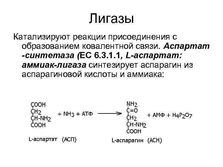 Лигазы Катализируют реакции присоединения с образованием ковалентной связи. Аспартат -синтетаза (ЕС 6. 3. 1.