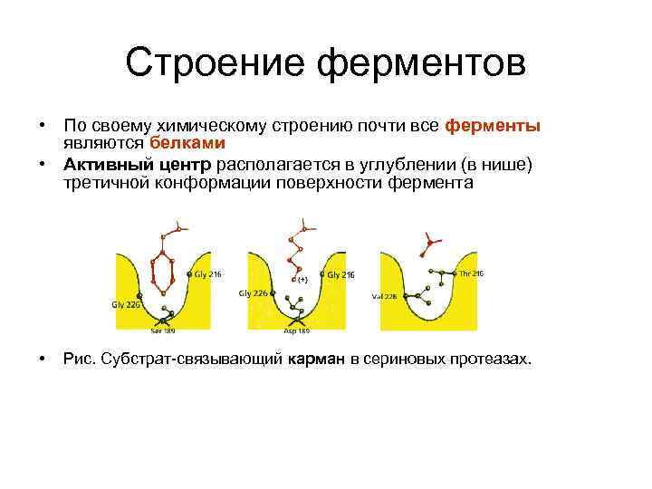 Строение ферментов • По своему химическому строению почти все ферменты являются белками • Активный