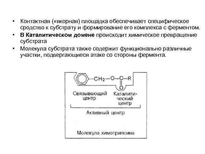  • Контактная ( «якорная) площадка обеспечивает специфическое сродство к субстрату и формирование его