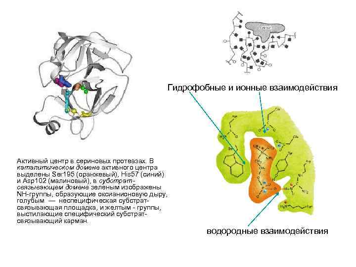 Гидрофобные и ионные взаимодействия Активный центр в сериновых протеазах. В каталитическом домене активного центра