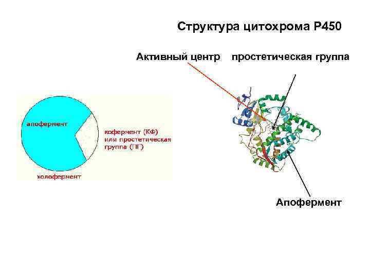 Структура цитохрома Р 450 Активный центр простетическая группа Апофермент 