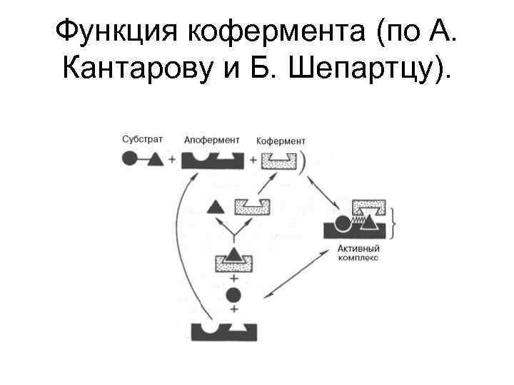 Функция кофермента (по А. Кантарову и Б. Шепартцу). 