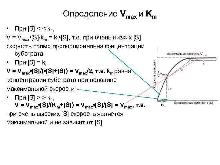 Определение Vmax и Km • При [S] < < km V = Vmax •