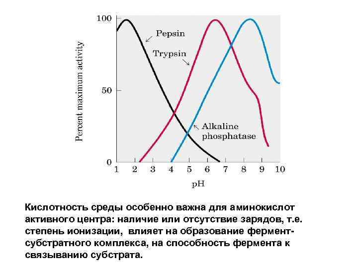 Кислотность среды особенно важна для аминокислот активного центра: наличие или отсутствие зарядов, т. е.