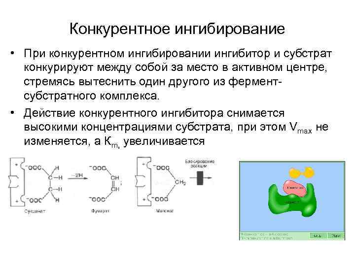 Конкурентное ингибирование • При конкурентном ингибировании ингибитор и субстрат конкурируют между собой за место