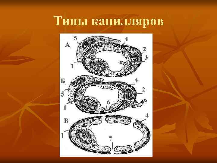 Типы капилляров 