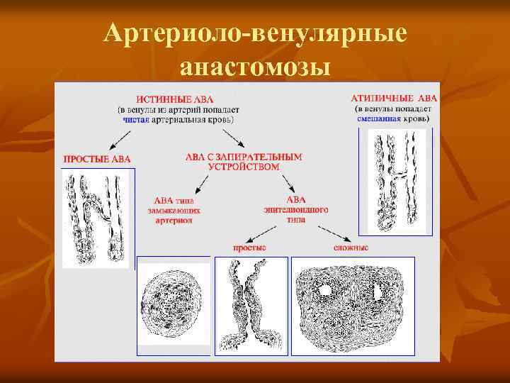 Артериоло венулярный анастомоз строение стенки