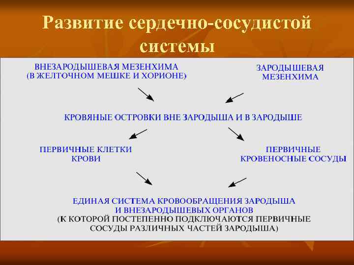 Развитие сердечно сосудистой системы. Этапы развития сердечно сосудистой системы у детей. Стадии развития сердечно-сосудистой системы. Периоды формирования сердечно-сосудистой системы.