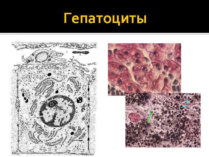 Повреждение клеток печени. Гепатоцит строение гистология печени. Функции гепатоцитов гистология. Печеночные клетки гепатоциты. Строение гепатоцита гистология.