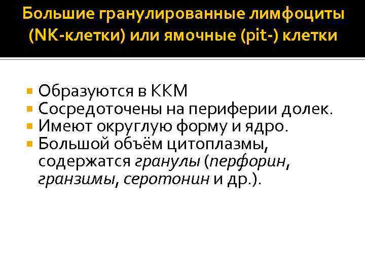 Большие гранулированные лимфоциты (NK-клетки) или ямочные (pit-) клетки Образуются в ККМ Сосредоточены на периферии