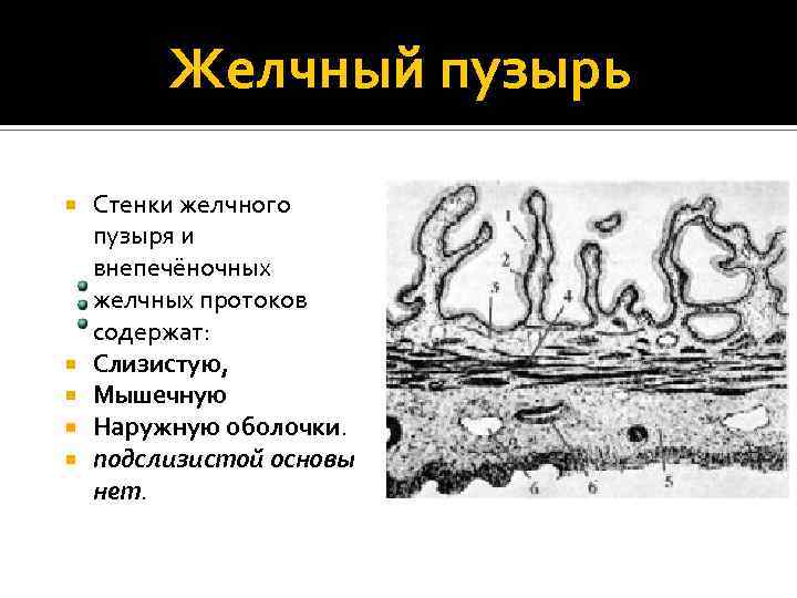 Желчный пузырь Стенки желчного пузыря и внепечёночных желчных протоков содержат: Слизистую, Мышечную Наружную оболочки.