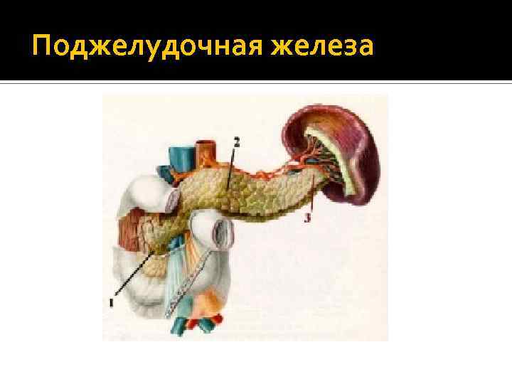 Поджелудочная железа 