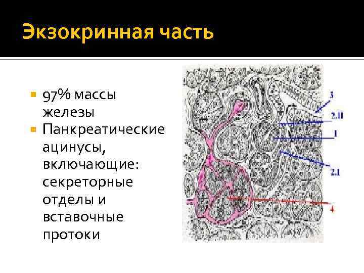 Масса железы. Секреторный отдел поджелудочной железы. Секреторный отдел ацинуса поджелудочной железы. Ацинус секреторный отдел железы. Экзокринная печёночная железа.