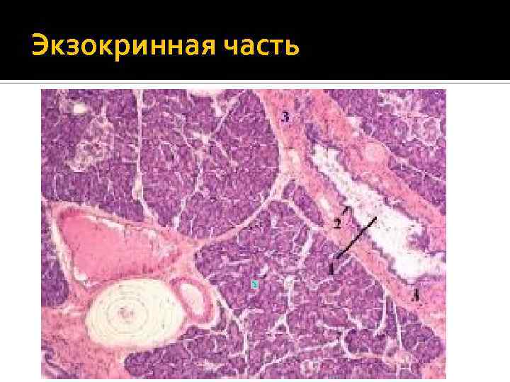 Поджелудочная железа гистология рисунок