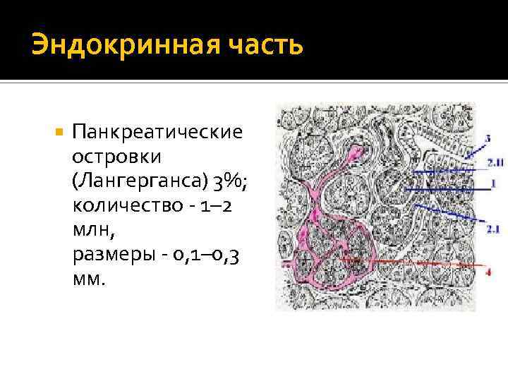 Эндокринная часть Панкреатические островки (Лангерганса) 3%; количество - 1– 2 млн, размеры - 0,