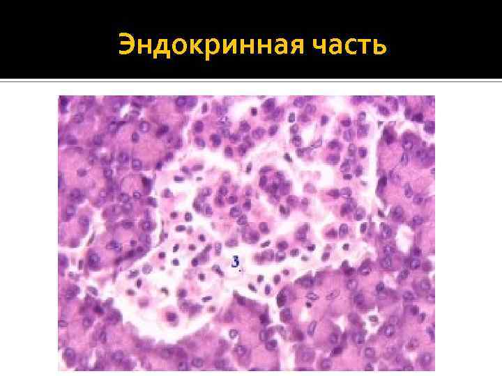 Эндокринная часть 