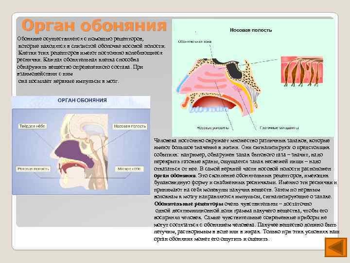 Орган обоняния Обоняние осуществляется с помощью рецепторов, которые находятся в слизистой оболочке носовой полости.