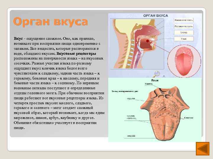 Орган вкуса Вкус - ощущение сложное. Оно, как правило, возникает при восприятии пищи одновременно