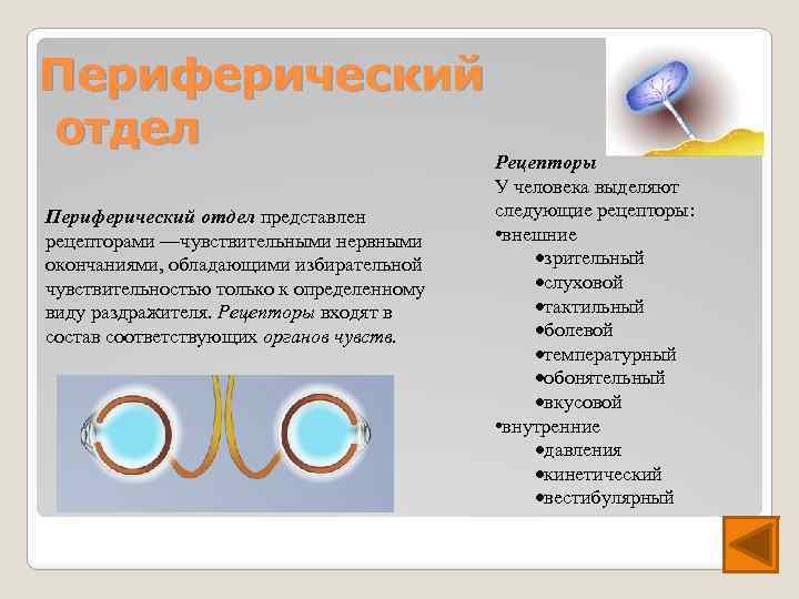 Периферический отдел представлен рецепторами —чувствительными нервными окончаниями, обладающими избирательной чувствительностью только к определенному виду