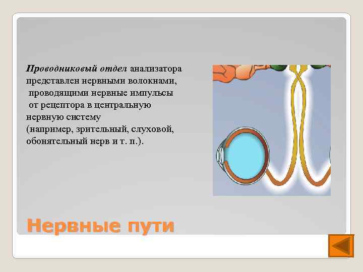 Проводниковый отдел анализатора представлен нервными волокнами, проводящими нервные импульсы от рецептора в центральную нервную