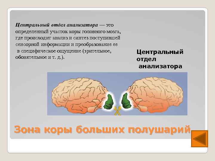 Центральный отдел анализатора — это определенный участок коры головного мозга, где происходит анализ и