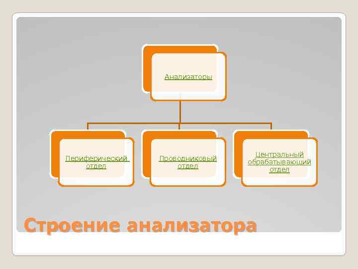 Анализаторы Периферический отдел Проводниковый отдел Центральный обрабатывающий отдел Строение анализатора 