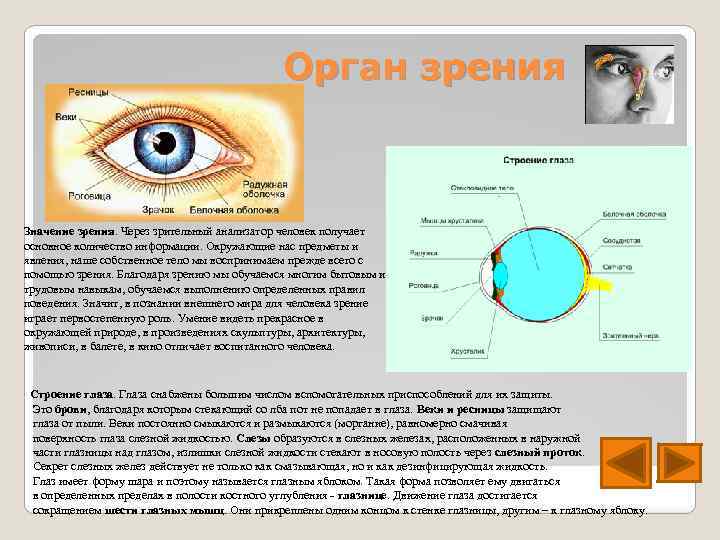 Орган зрения Значение зрения. Через зрительный анализатор человек получает основное количество информации. Окружающие нас