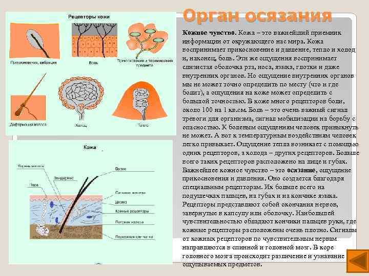 Орган осязания Кожное чувство. Кожа – это важнейший приемник информации от окружающего нас мира.