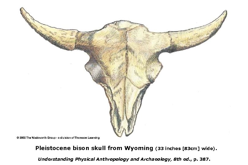Pleistocene bison skull from Wyoming (33 inches [83 cm] wide). Understanding Physical Anthropology and