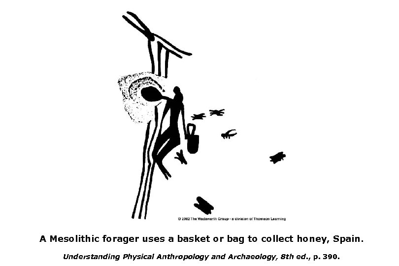 A Mesolithic forager uses a basket or bag to collect honey, Spain. Understanding Physical