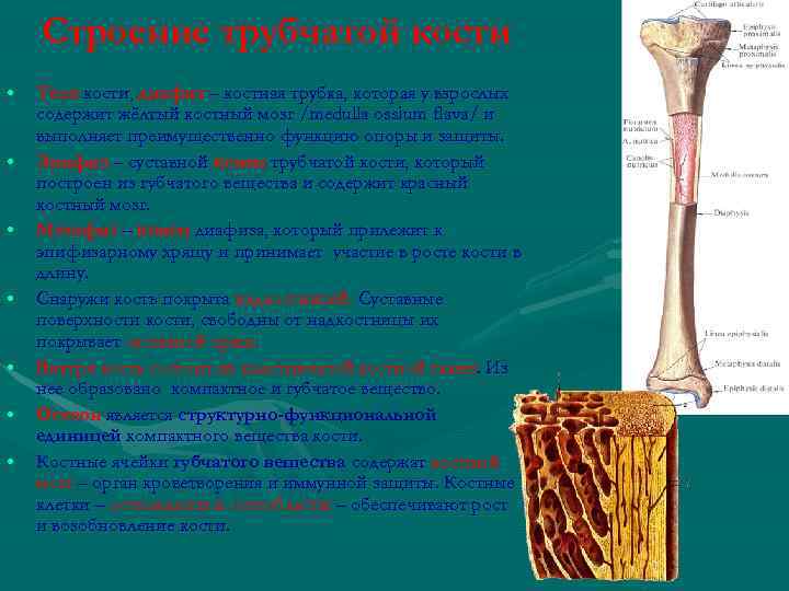 Строение трубчатой кости • • Тело кости, диафиз – костная трубка, которая у взрослых