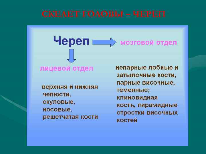 СКЕЛЕТ ГОЛОВЫ – ЧЕРЕП 