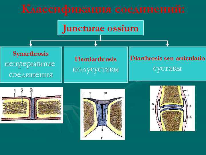 Классификация соединений: Juncturae ossium Synarthrosis непрерывные соединения Hemiarthrosis полусуставы Diarthrosis seu articulatio суставы 