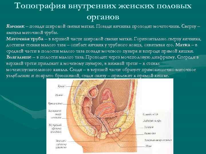 Топография внутренних женских половых органов Яичник – позади широкой связки матки. Позади яичника проходит
