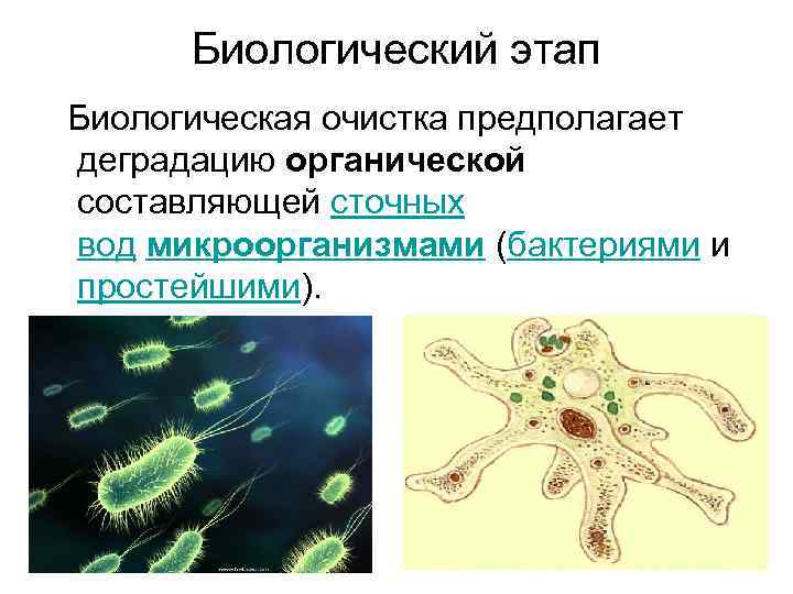 Биологический этап Биологическая очистка предполагает деградацию органической составляющей сточных вод микроорганизмами (бактериями и простейшими).