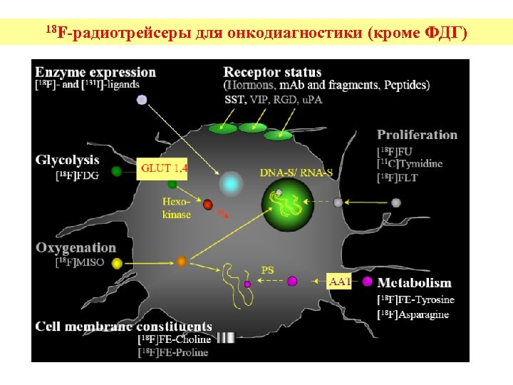 18 F-радиотрейсеры для онкодиагностики (кроме ФДГ) 