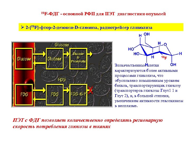 18 F-ФДГ - основной РФП для ПЭТ диагностики опухолей Ø 2 -[18 F]-фтор-2 -дезокси-D-глюкоза,
