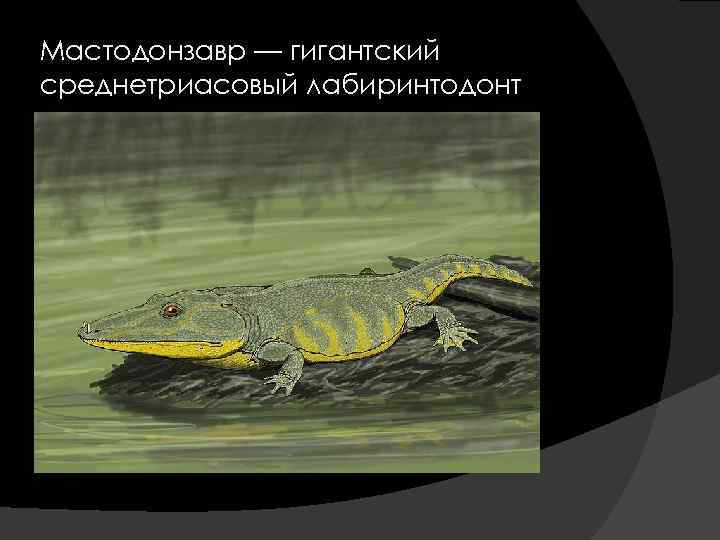 Мастодонзавр — гигантский среднетриасовый лабиринтодонт 