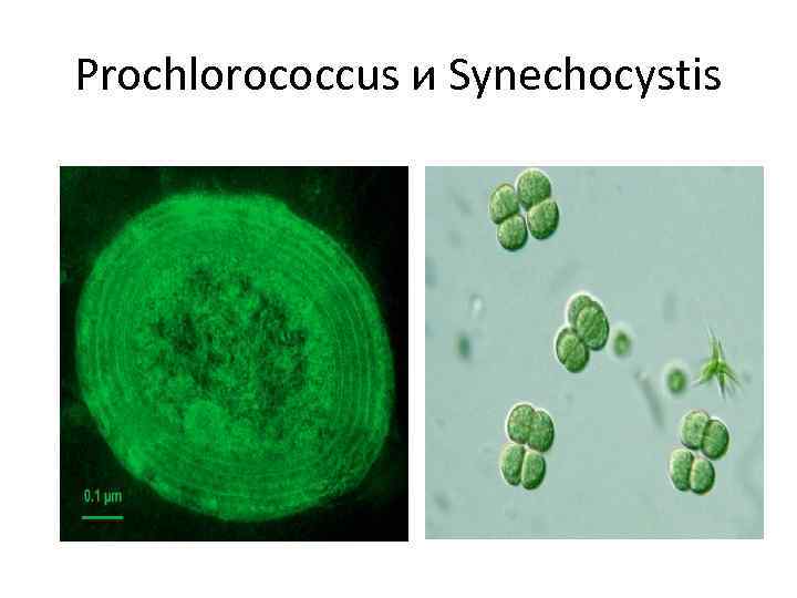 Prochlorococcus и Synechocystis 